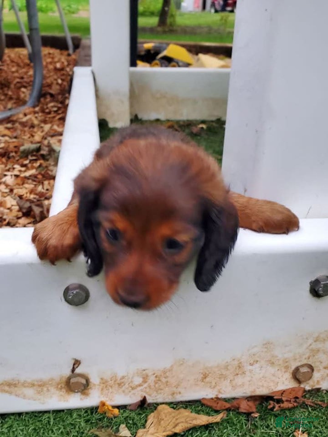 Dachshund dogs for sale: Evie - Image 4