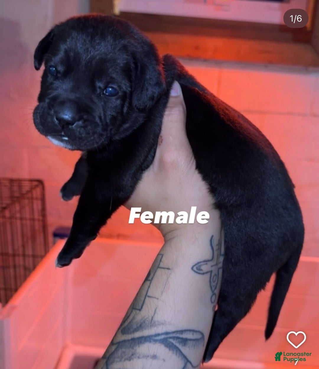 Presa Canario dogs for sale: Nori - Image 1