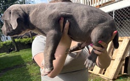 Cane Corso dogs for sale: Blue - Image 1