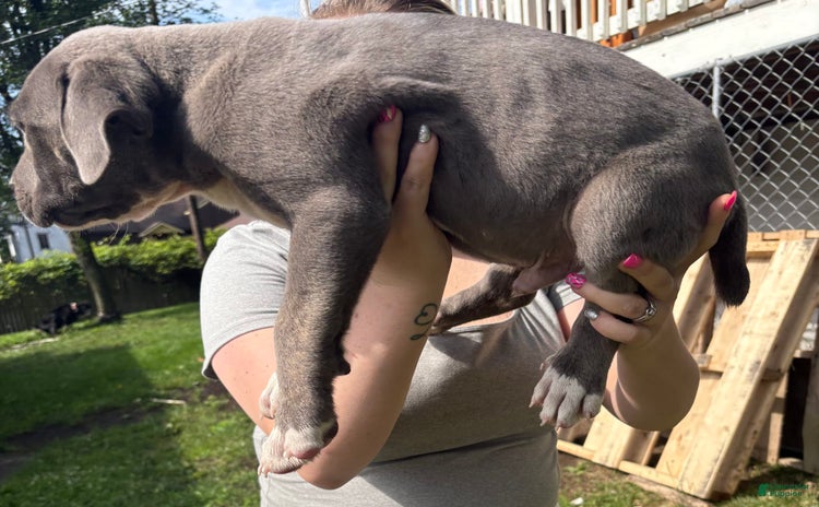Cane Corso dogs for sale - Ad 2