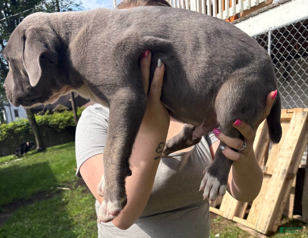 Cane Corso dogs for sale: Blue - Image 1