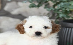 Mini Goldendoodle dogs for sale: Fluffy - Image 3