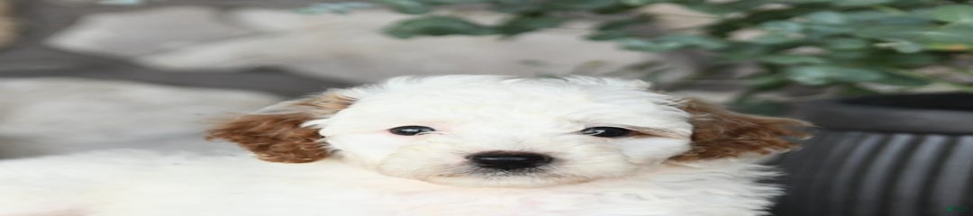 Fluffy