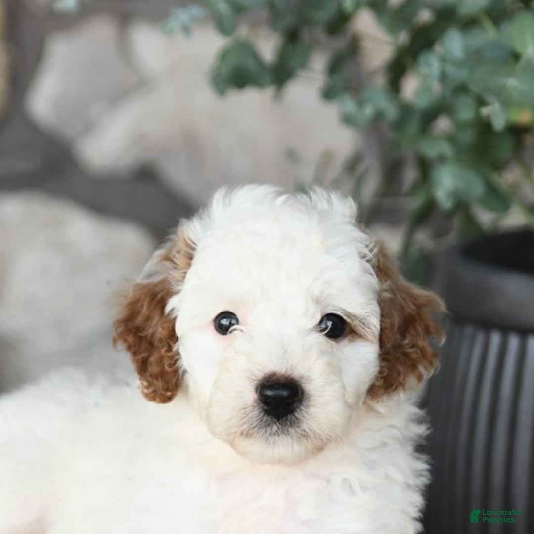 Mini Goldendoodle dogs for sale: Fluffy - Image 3