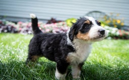 Bernedoodle dogs for sale: Ranger - Image 23