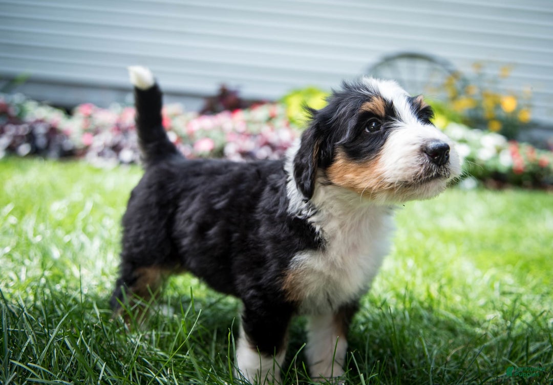 Bernedoodle dogs for sale: Ranger - Image 23