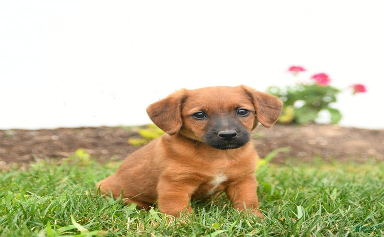 Jack Russell Terrier dogs for sale - Ad 4