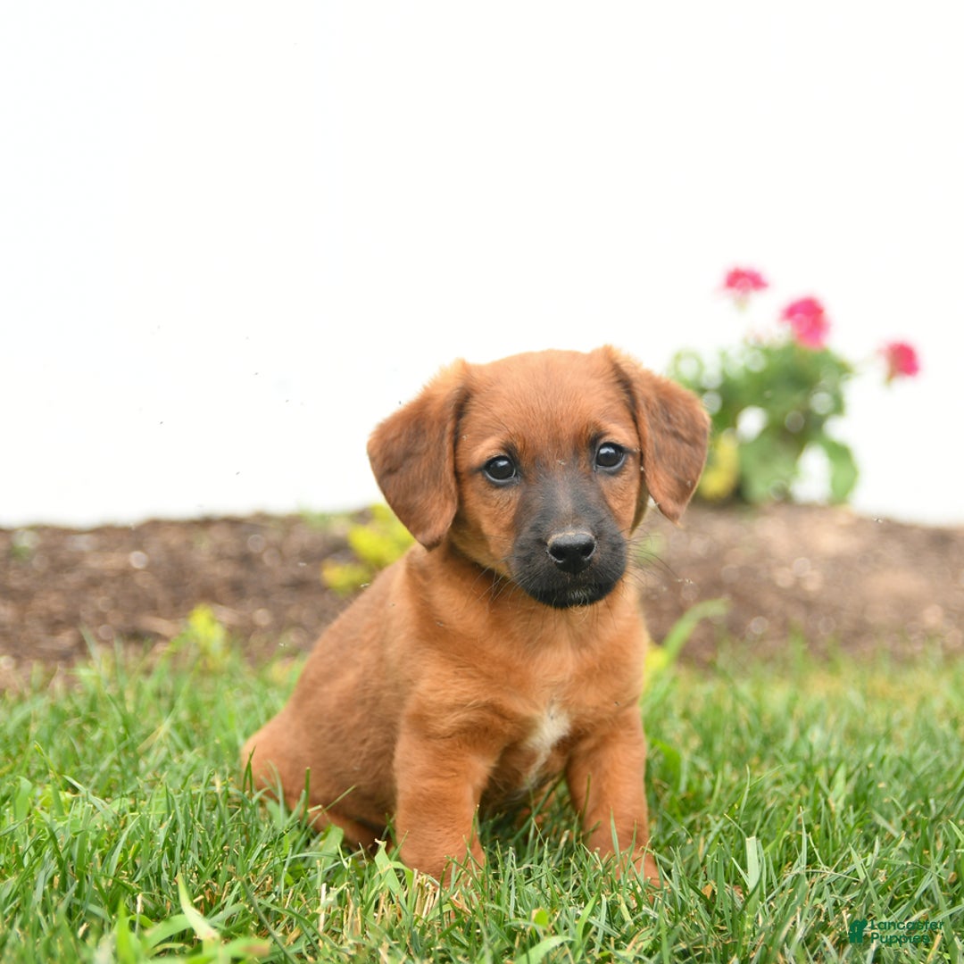 Jack Russell Terrier dogs for sale: Kaptain - Image 1