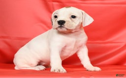 Beabull dogs for sale: Kelly - Image 6
