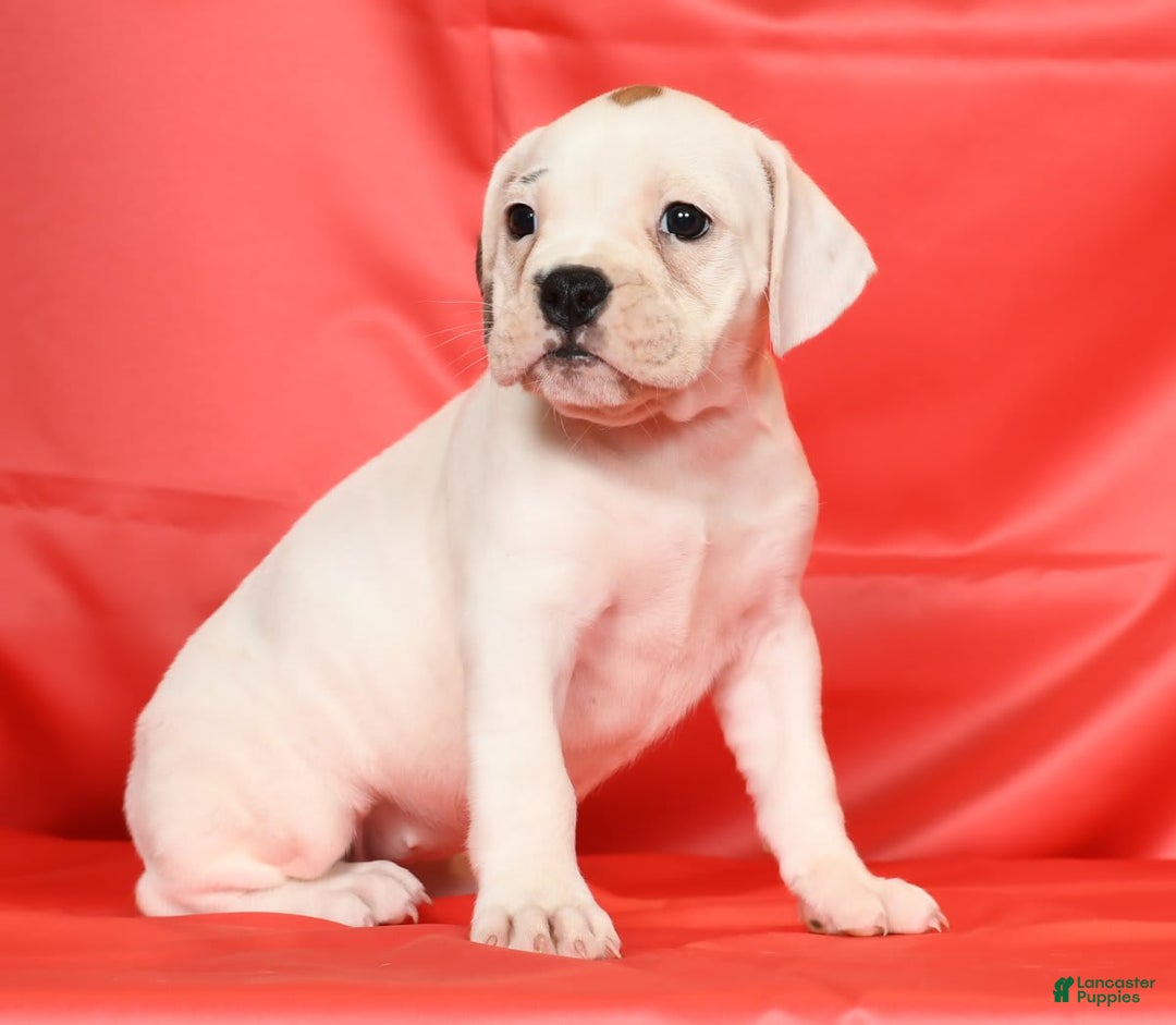 Beabull dogs for sale: Kelly - Image 6