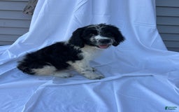 Newfypoo dogs for sale: Garrett - Image 2
