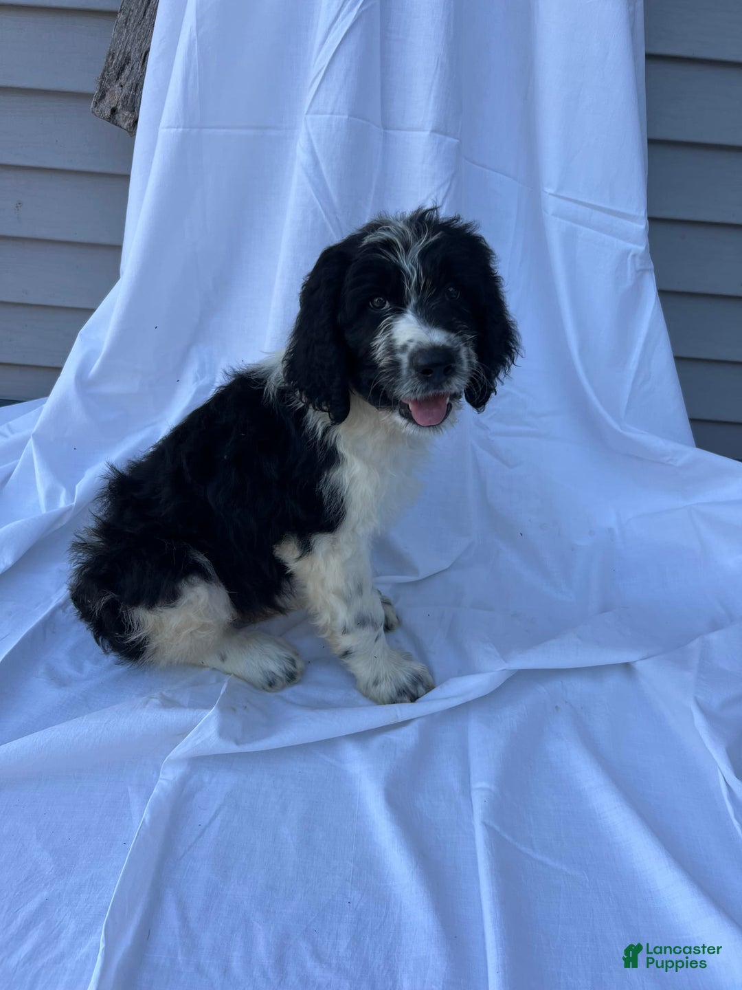 Newfypoo dogs for sale: Garrett - Image 2