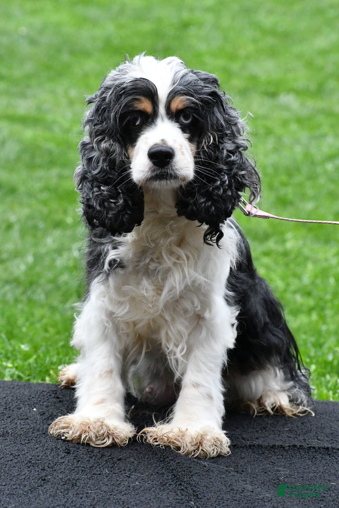 Cockalier dogs for sale: Vada - Image 10