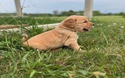 Golden Retriever dogs for sale: Molly - Image 4