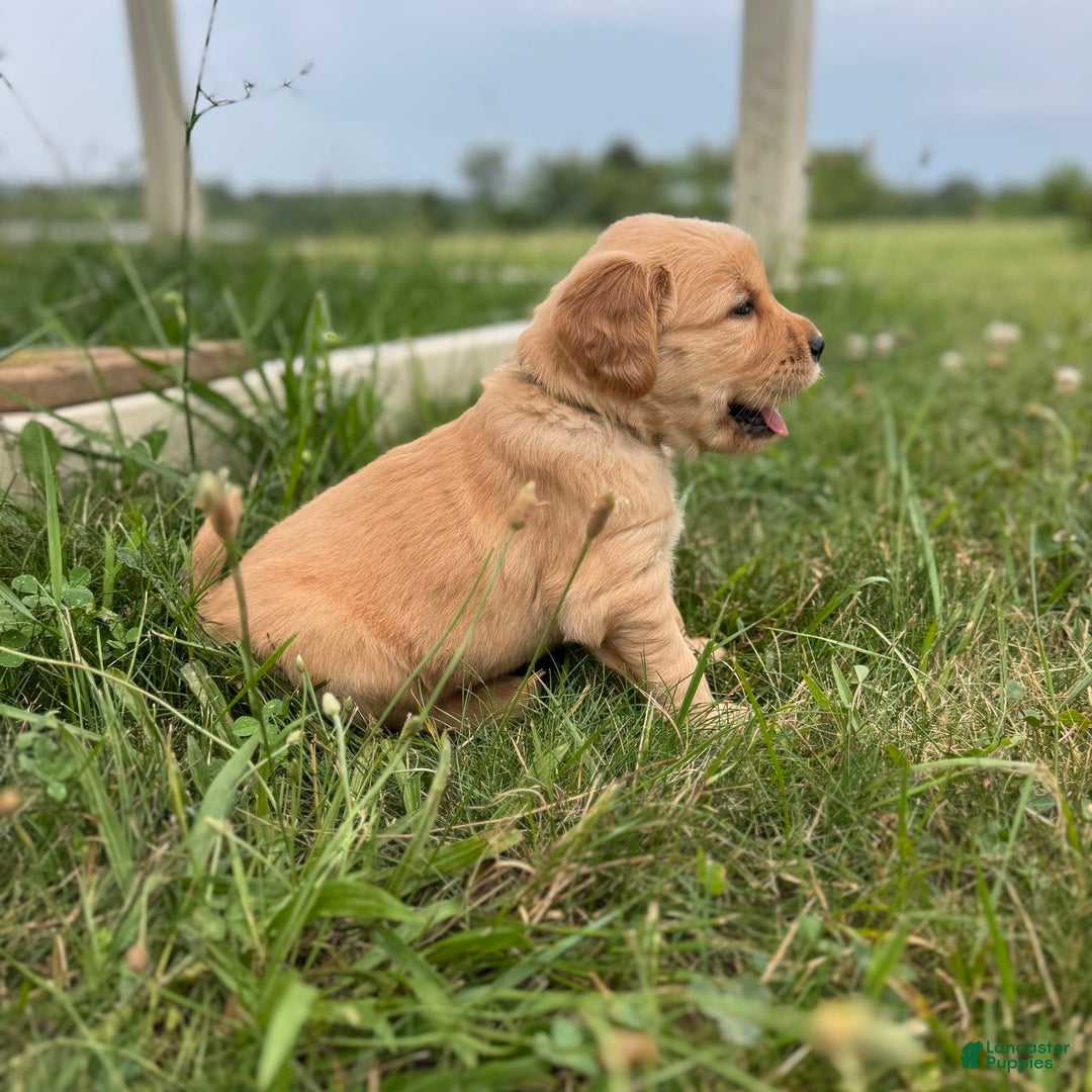 Golden Retriever dogs for sale: Molly - Image 4