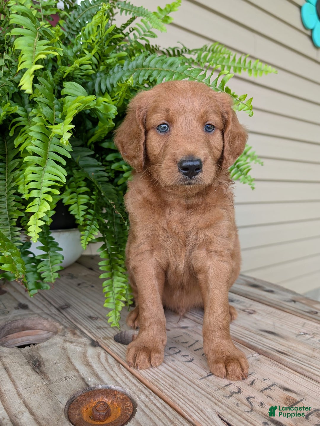 Goldendoodle dogs for sale: Flip - Image 5