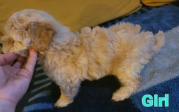 Maltipoo dogs for sale: Denise - Image 1