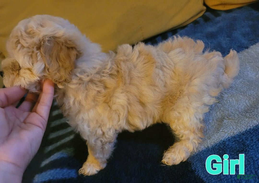 Maltipoo dogs for sale: Denise - Image 1