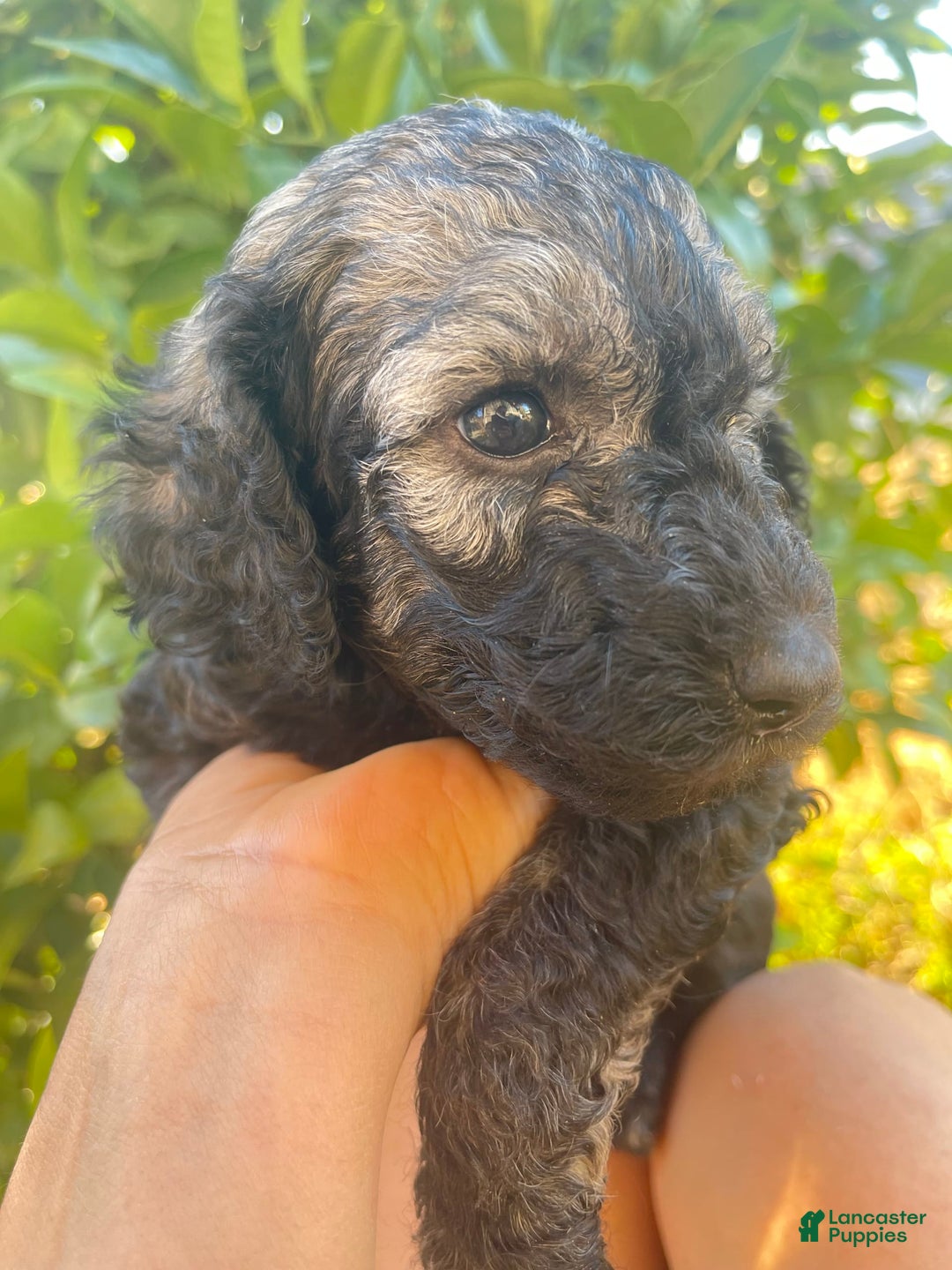 Standard Poodle dogs for sale: Pinta - Image 4