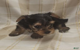 Yorkshire Terrier dogs for sale: Sadie - Image 9