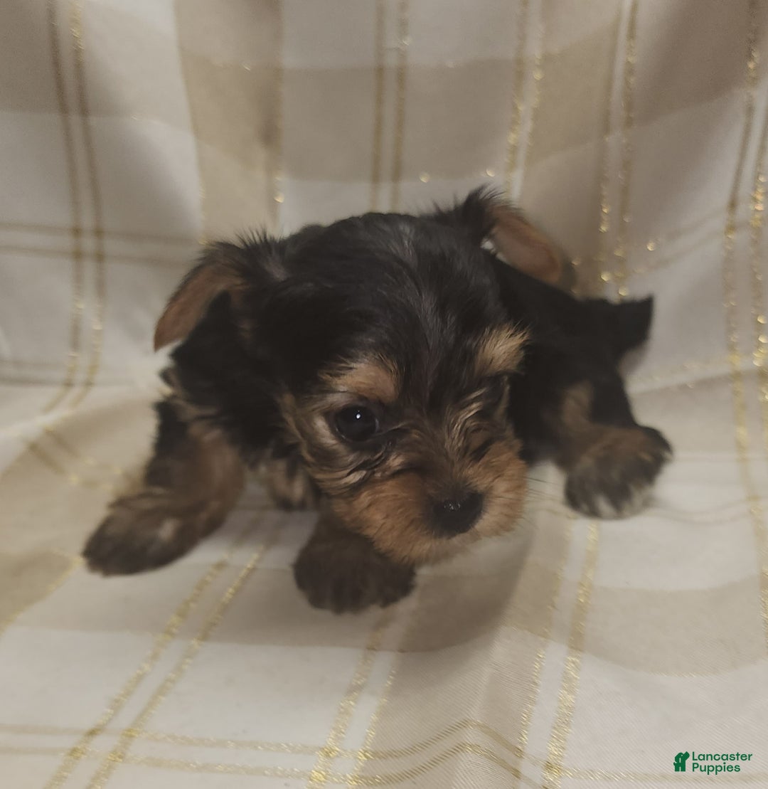 Yorkshire Terrier dogs for sale: Sadie - Image 9