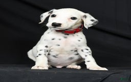 Dalmatian dogs for sale: Frosty - Image 5