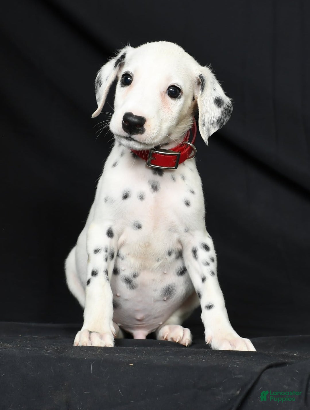 Dalmatian dogs for sale: Frosty - Image 5