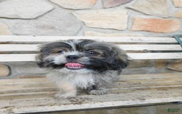 Shih Tzu dogs for sale: Max - Image 5