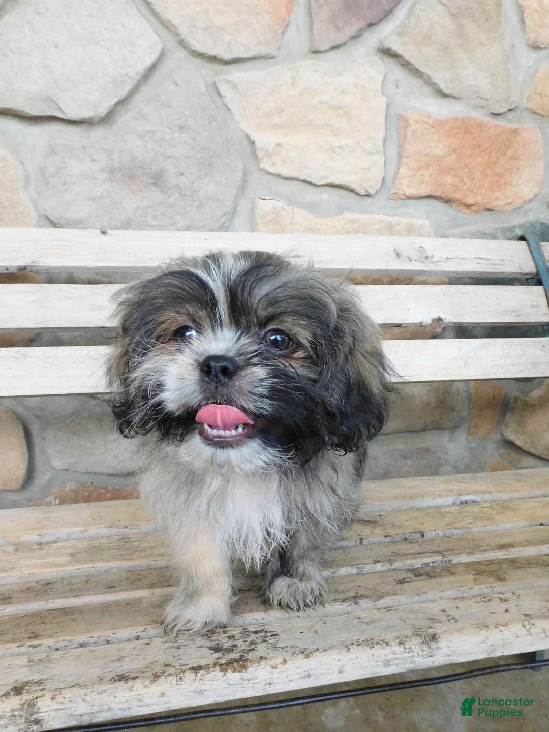 Shih Tzu dogs for sale: Max - Image 5