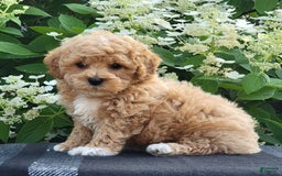 Bichpoo dogs for sale: Jake - Image 1