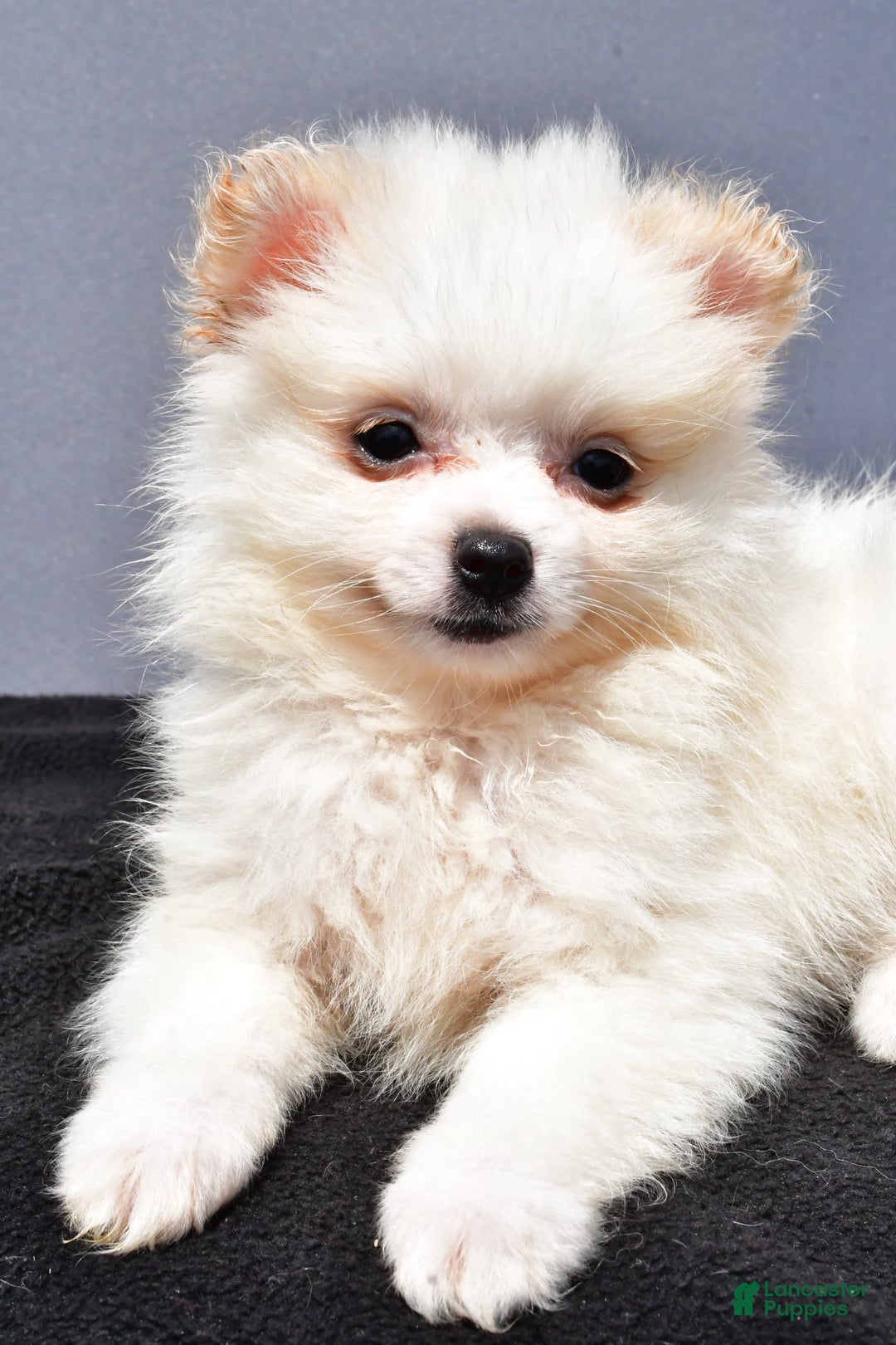 Pomeranian dogs for sale: Isabella - Image 1