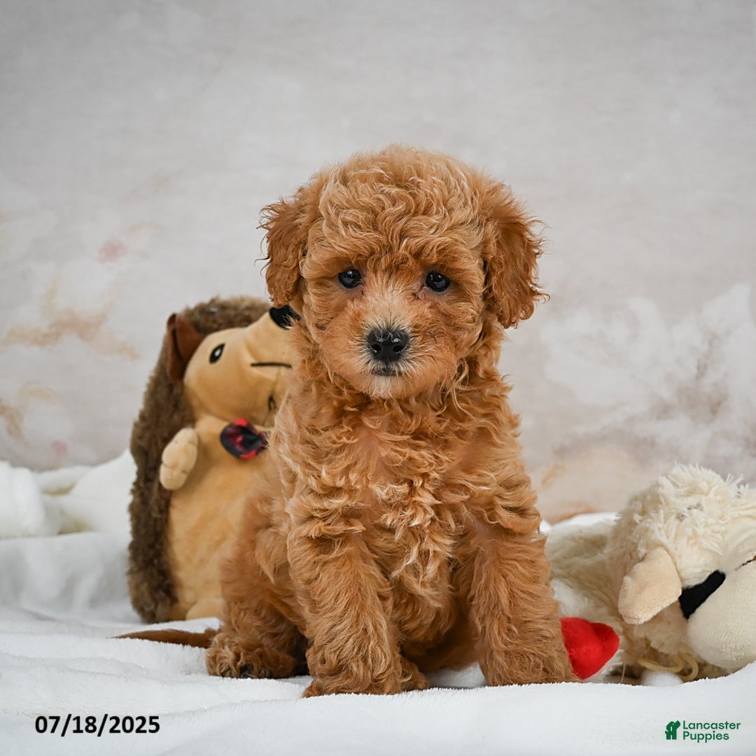 Bichpoo dogs for sale: Devon - Image 7