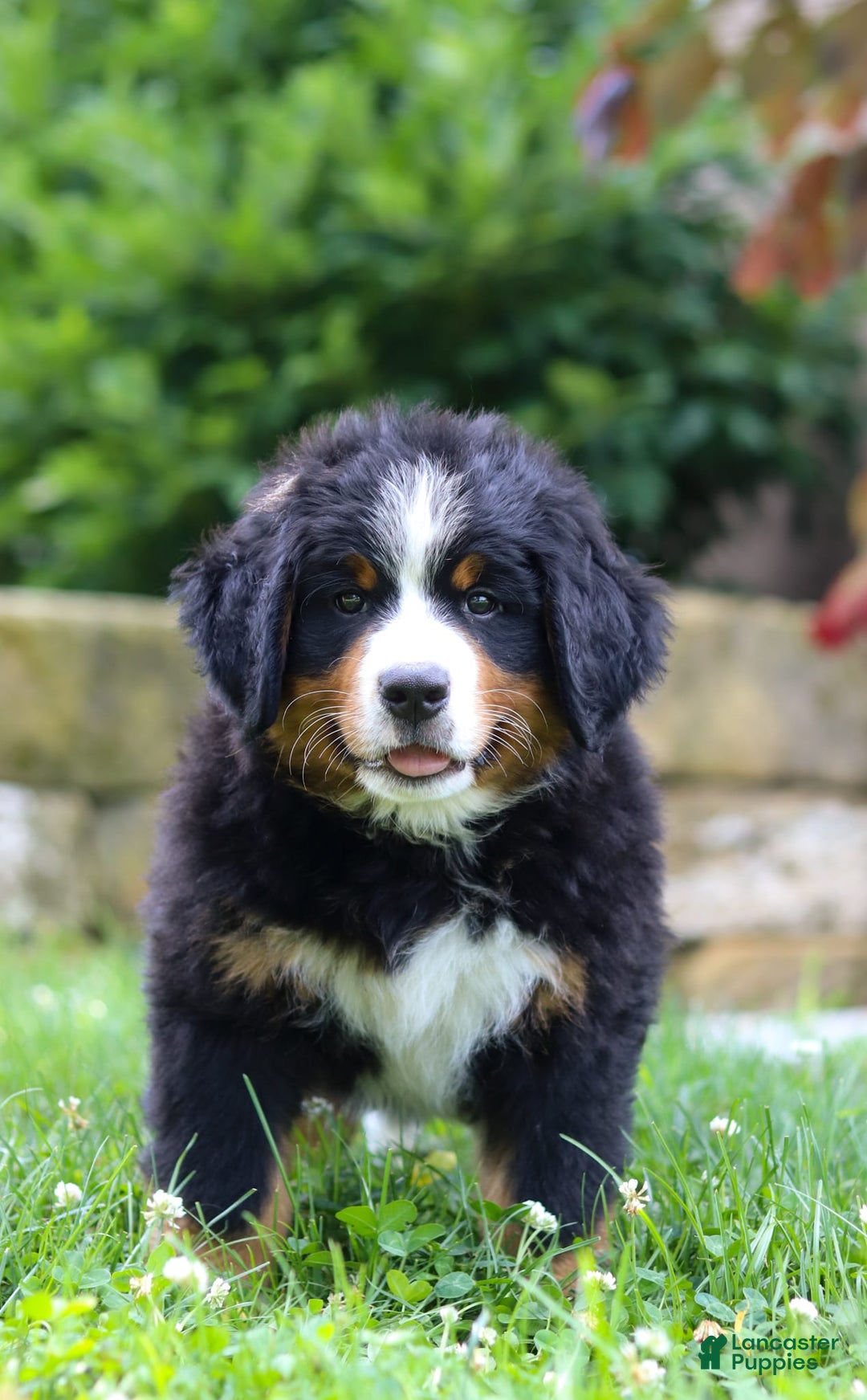 Bernese Mountain Dog dogs for sale: Champ - Image 7