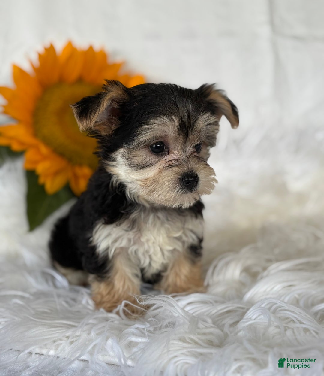 Morkie dogs for sale: Lillian - Image 5