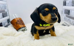 Miniature Dachshund dogs for sale: James - Image 7