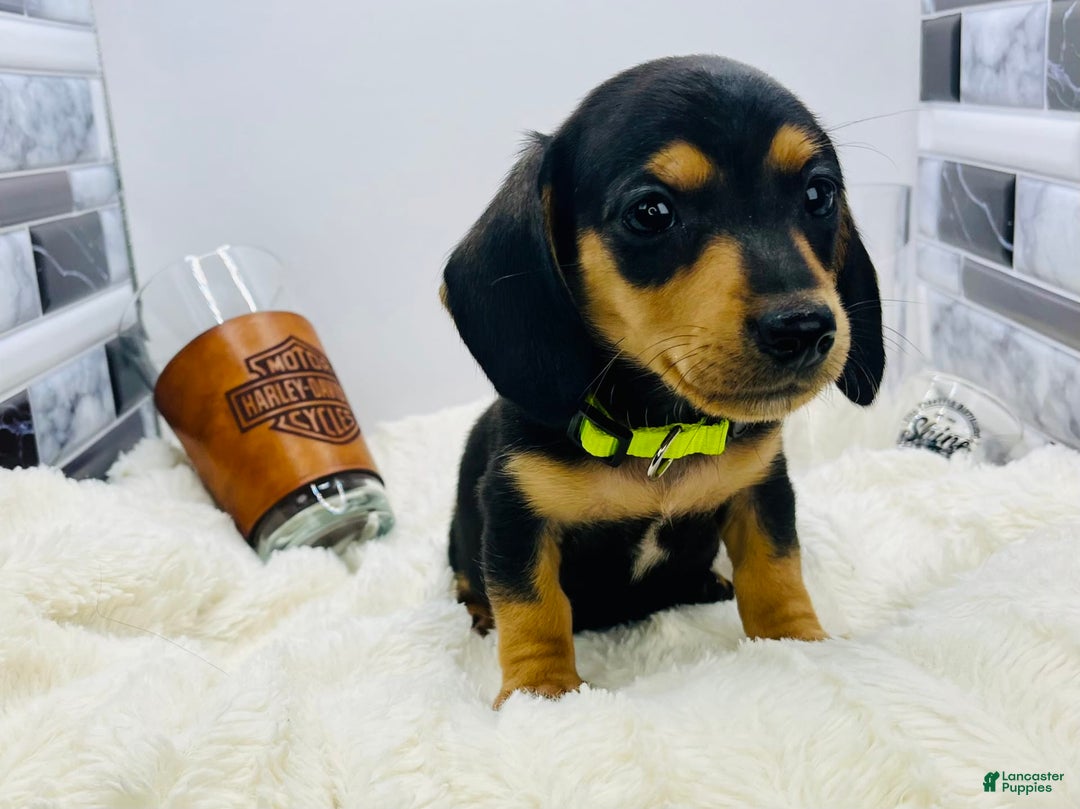 Miniature Dachshund dogs for sale: James - Image 7