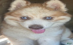 Siberian Husky dogs for sale: Bud Red Boy Nc - Image 3