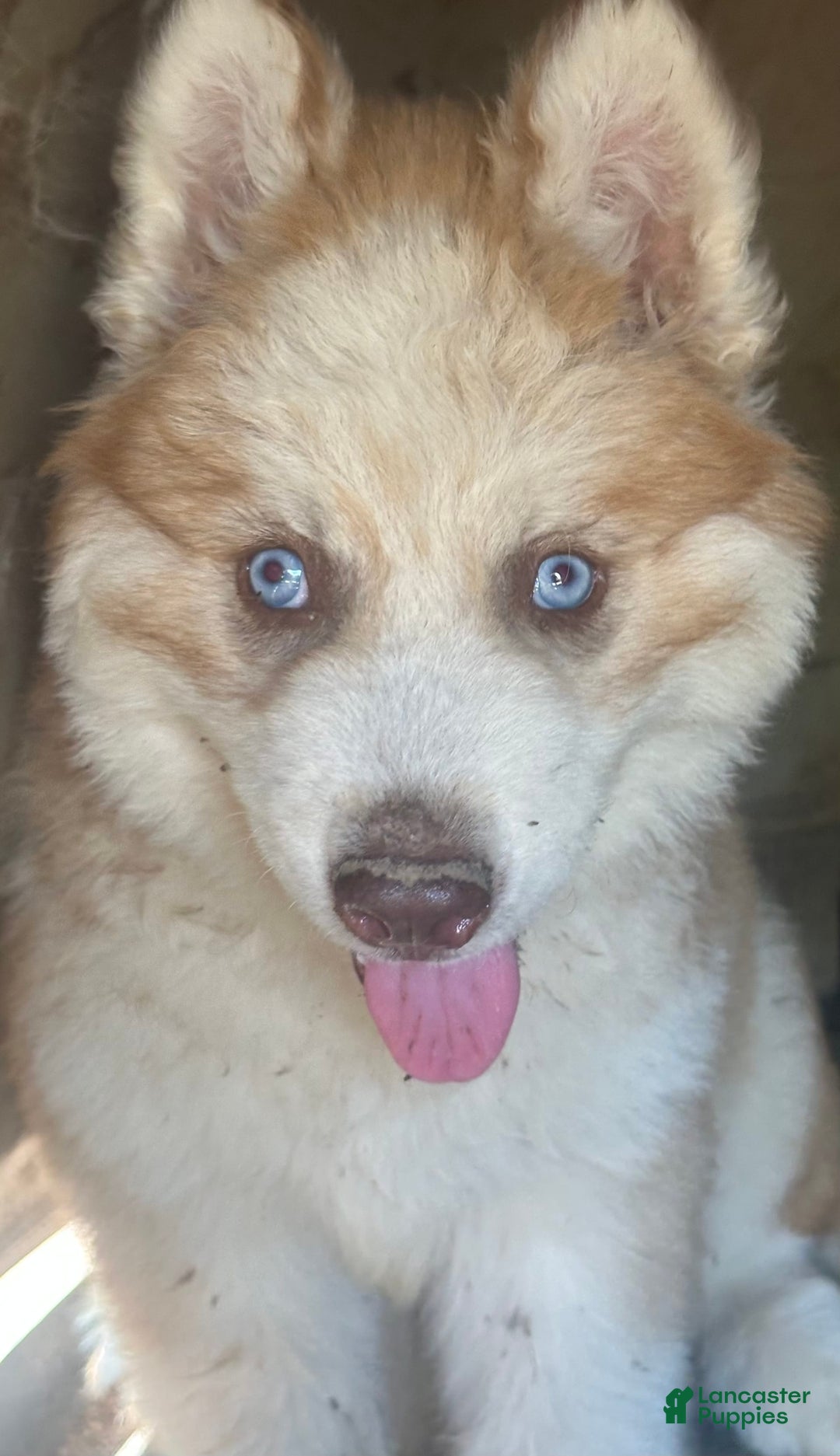 Siberian Husky dogs for sale: Bud Red Boy Nc - Image 3