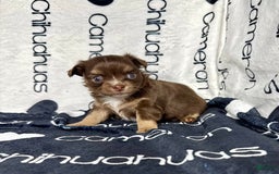 Chihuahua dogs for sale: Theodore Chocolate Lc - Image 3