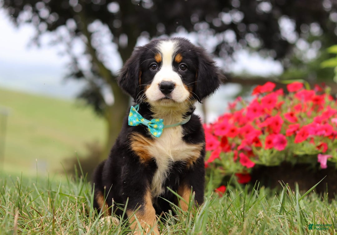 Bernese Mountain Dog dogs for sale: Koda - Image 4