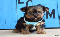 Yorkshire Terrier dogs for sale: Anderson - Image 3
