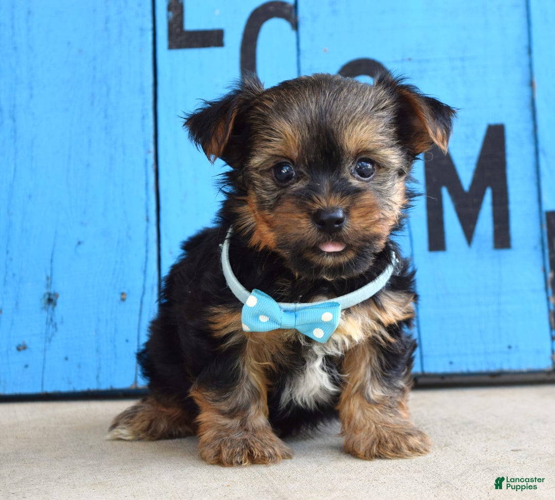 Yorkshire Terrier dogs for sale: Anderson - Image 3
