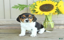 Beagle dogs for sale: Trigger - Image 8
