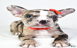 Frenchton dogs for sale: Finley - Image 4