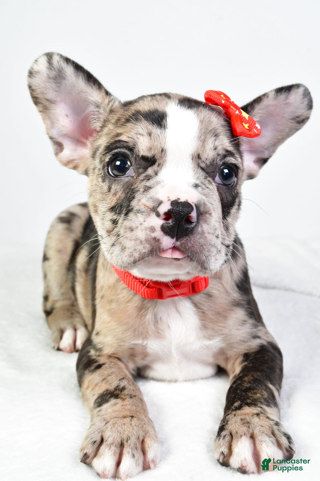 Frenchton dogs for sale: Finley - Image 4