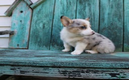 Welsh Corgi Pembroke dogs for sale: Lexi - Image 9