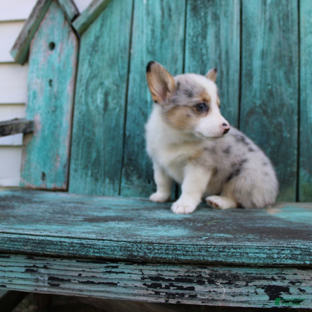 Welsh Corgi Pembroke dogs for sale: Lexi - Image 9