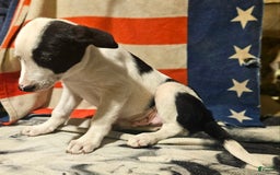 Border Collie dogs for sale: Justi - Image 8