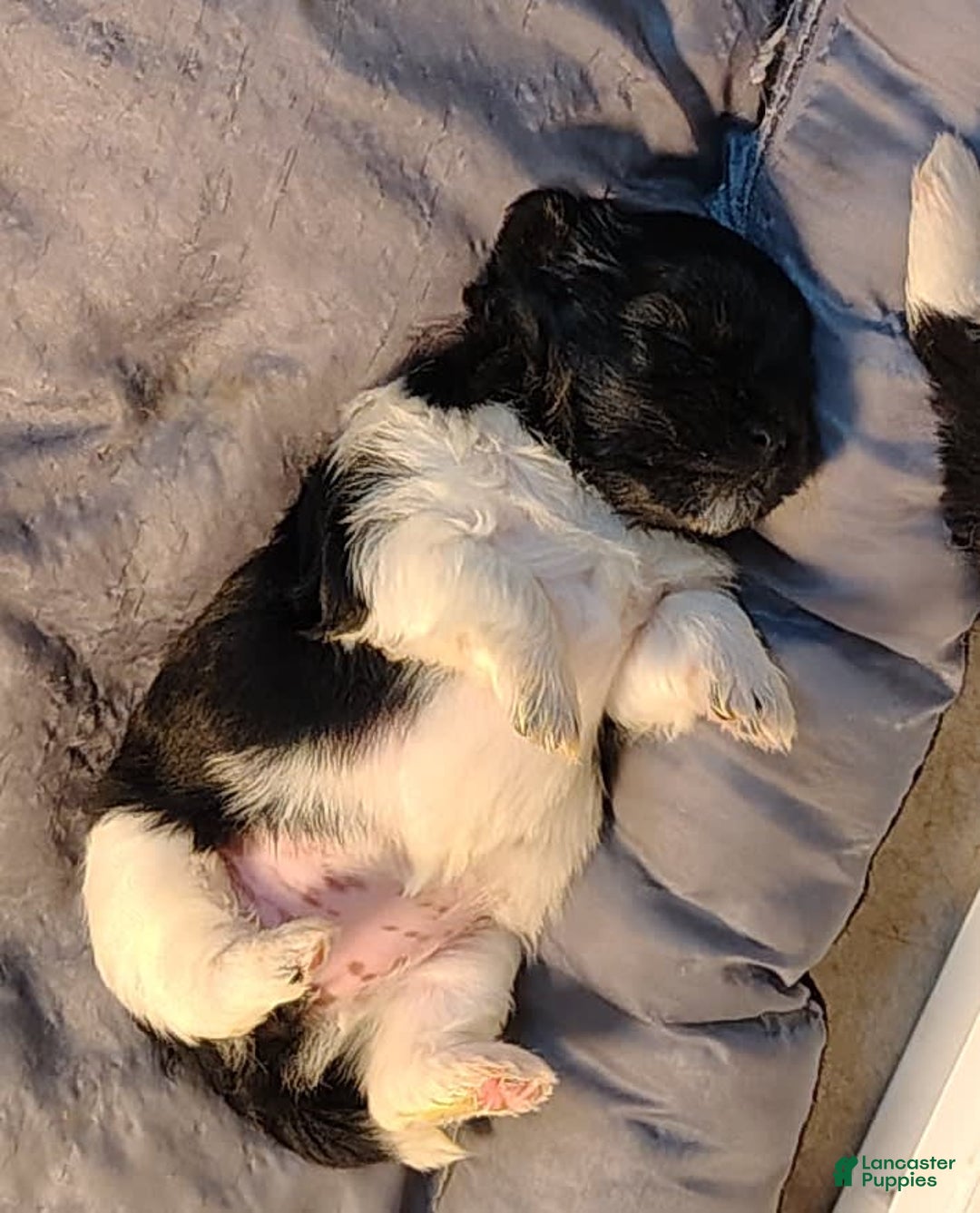Shih Tzu dogs for sale: Armani - Image 2