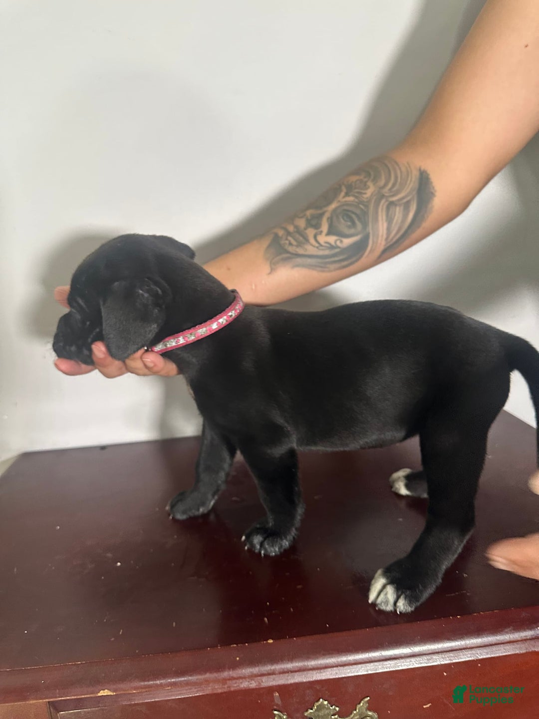Cane Corso dogs for sale: Khloe - Image 2